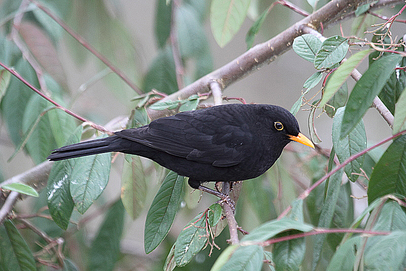 J01_1024 Blackbird male.JPG